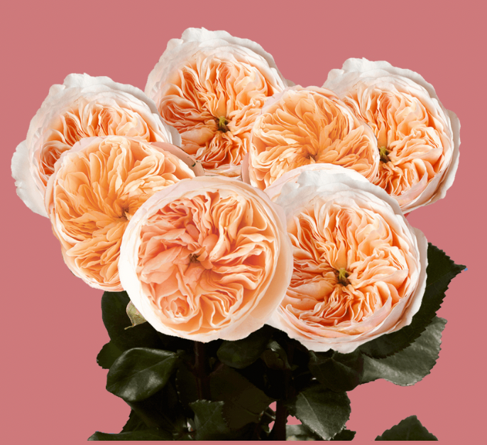 The Flower Club Subscriptions