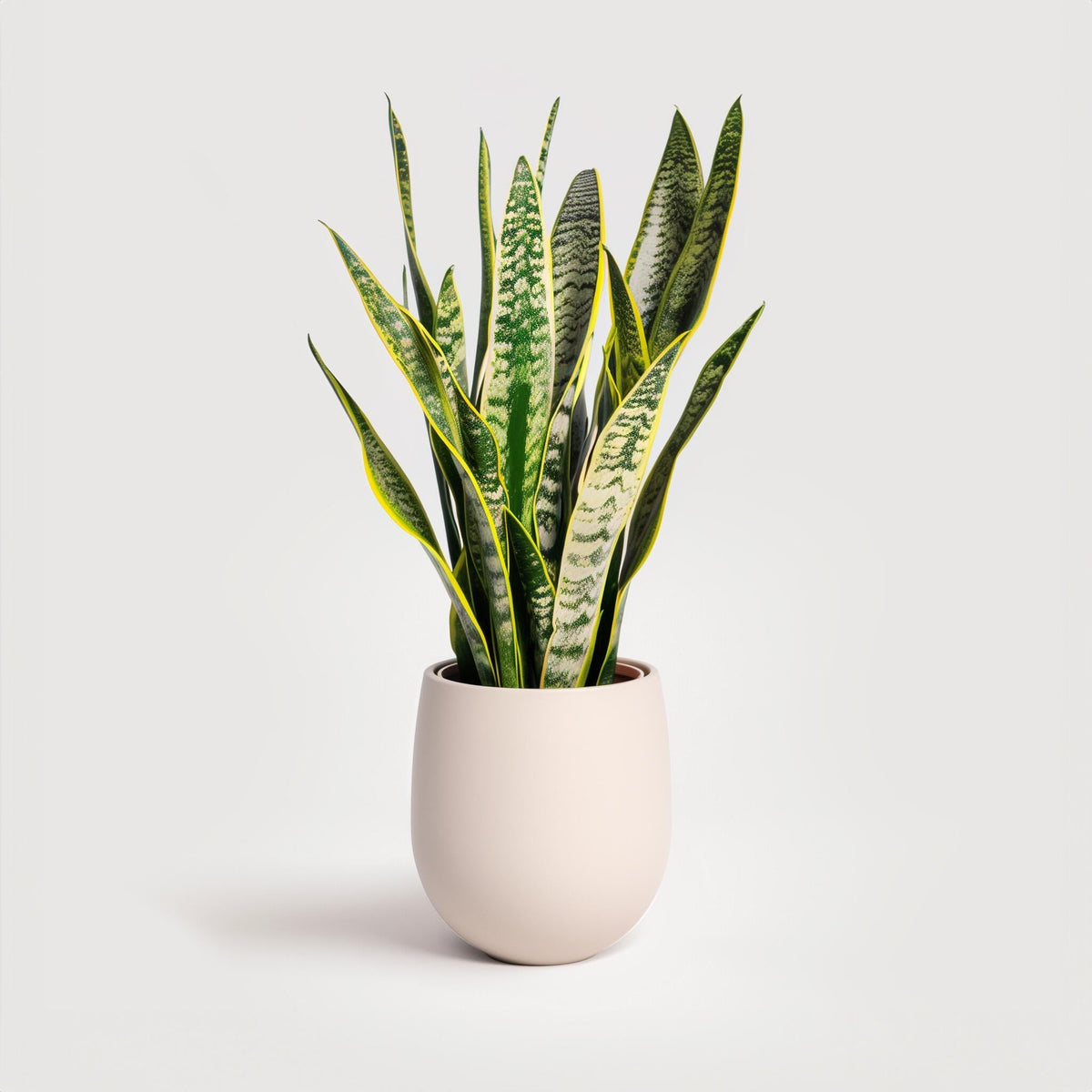 Plants + Vases