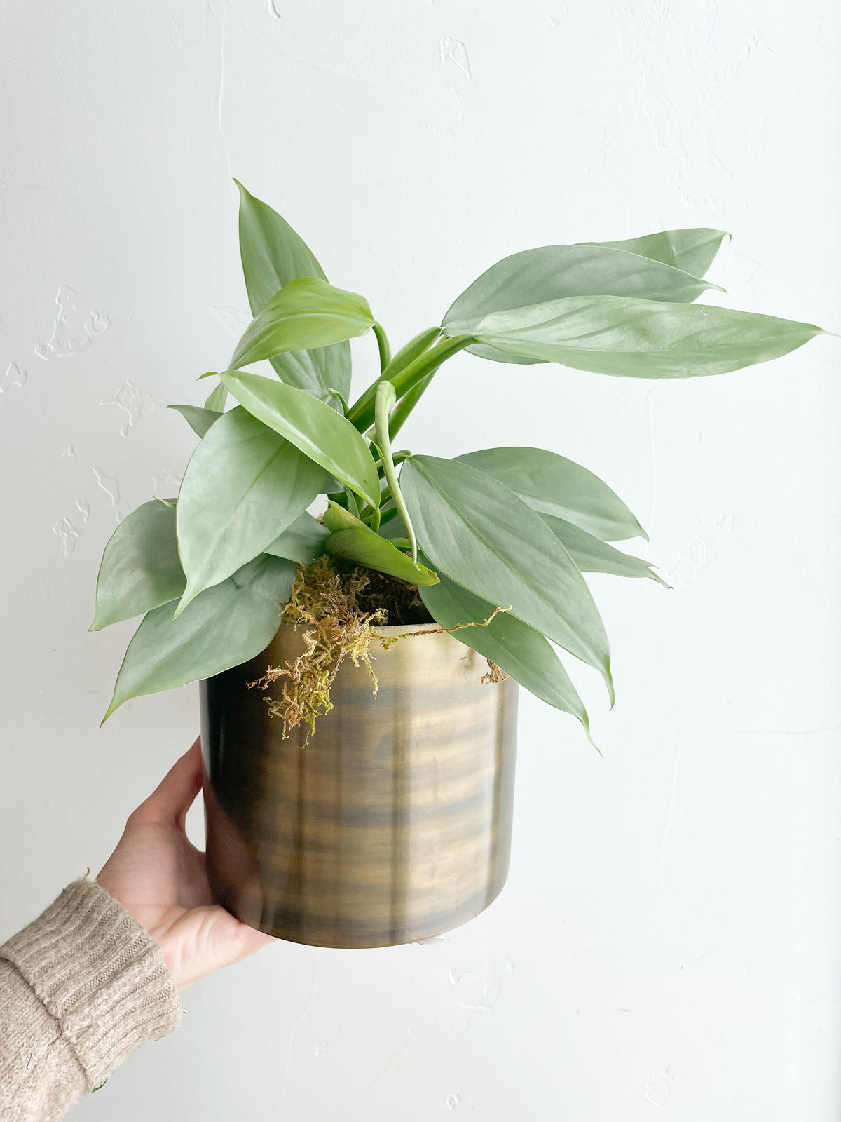 $65 Potted Plant