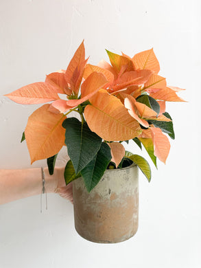 Christmas Poinsettia