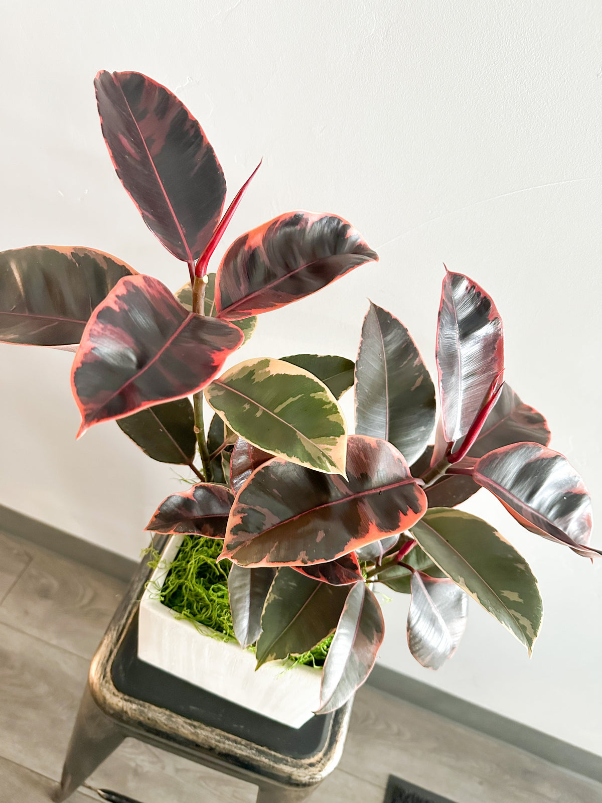 $80 Potted Plant