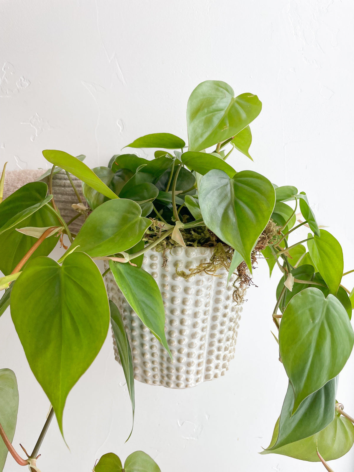 $65 Potted Plant