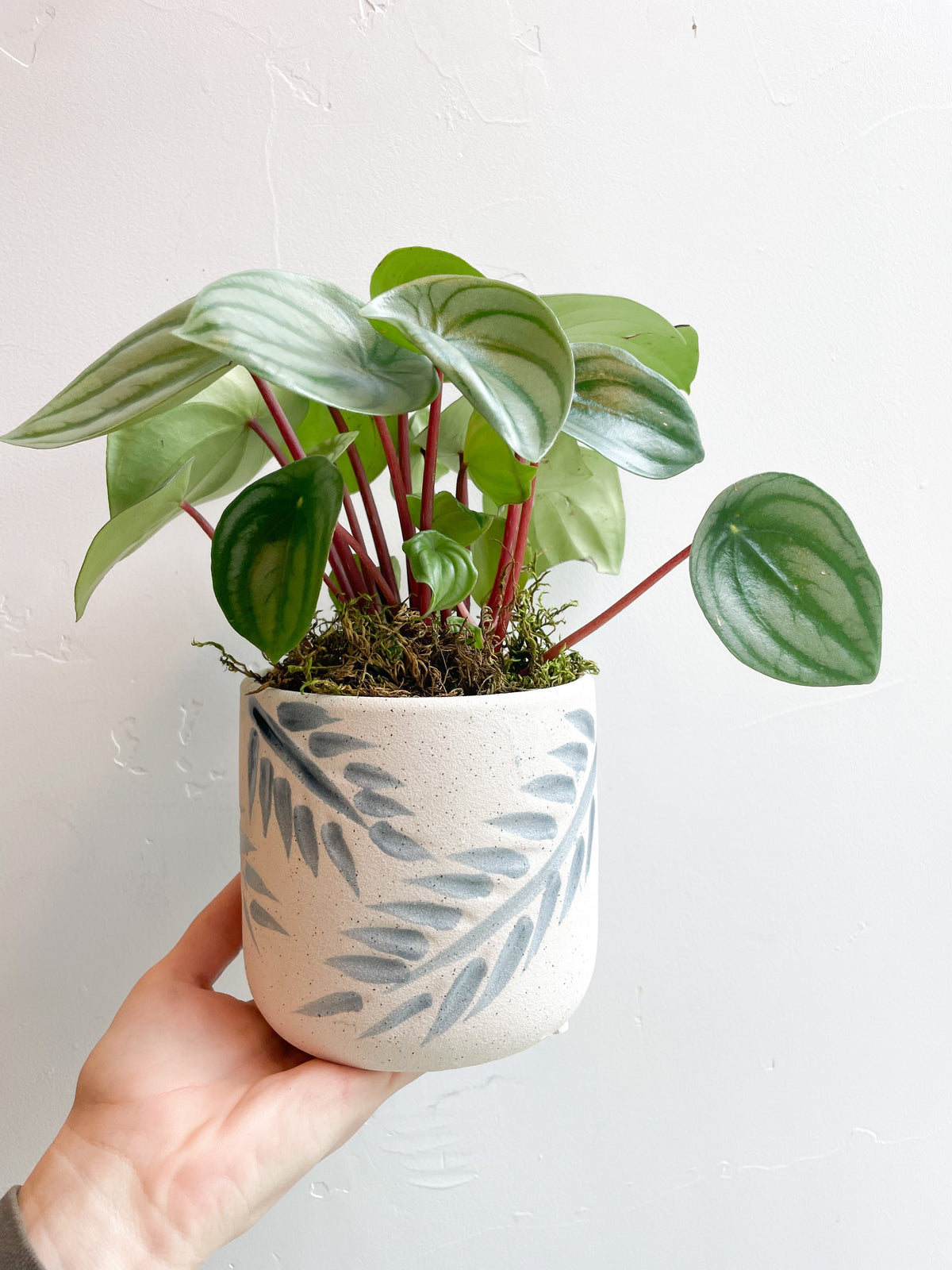 $50 Potted Plant