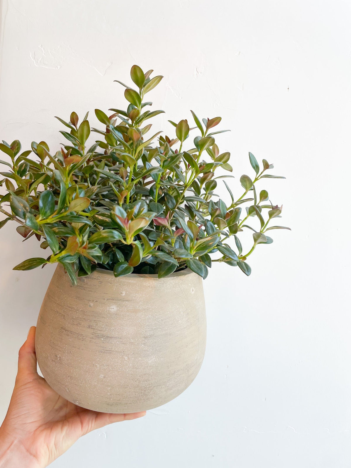 $65 Potted Plant