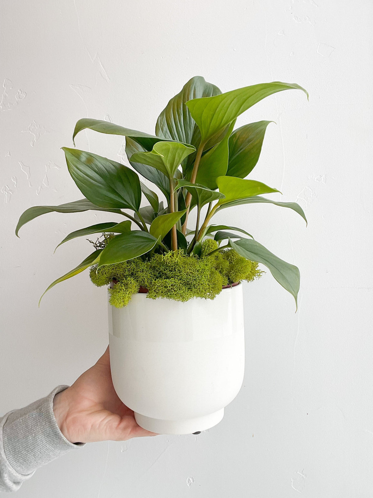 $50 Potted Plant