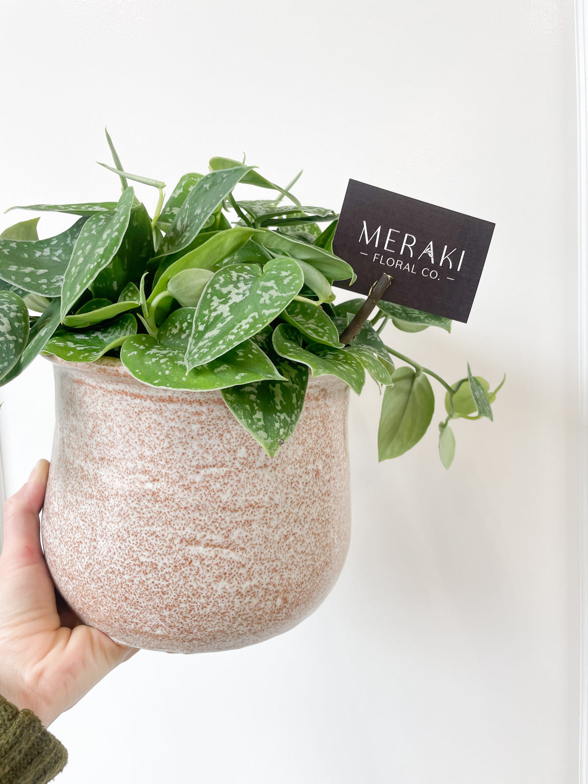 $65 Potted Plant