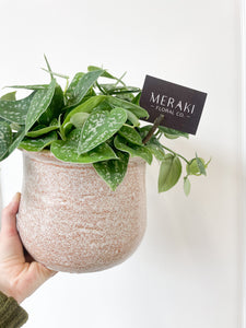 Satin Pothos