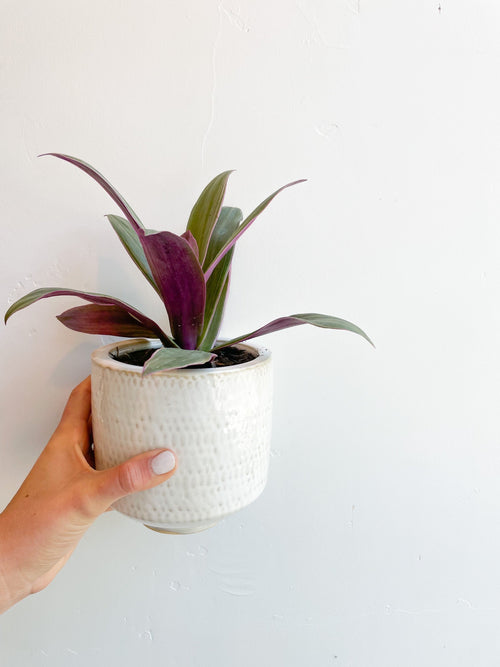 $35 Potted Plant
