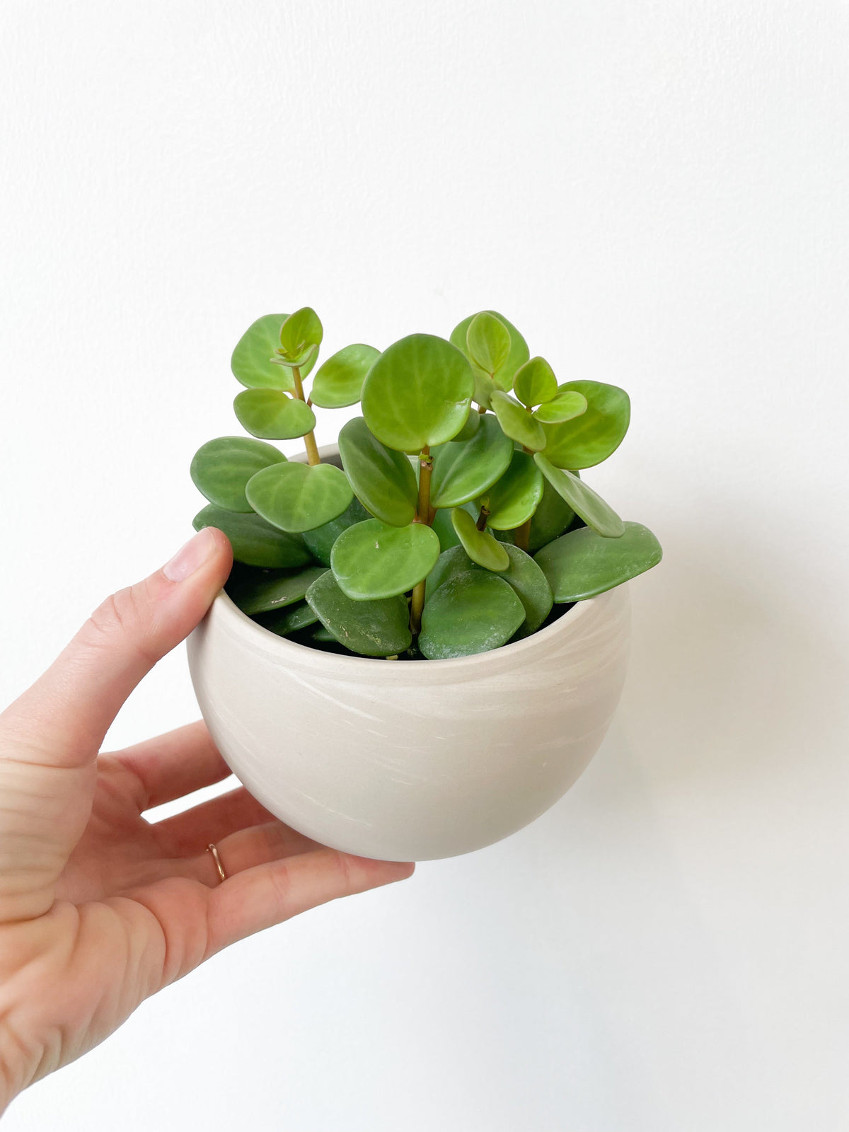 $35 Potted Plant