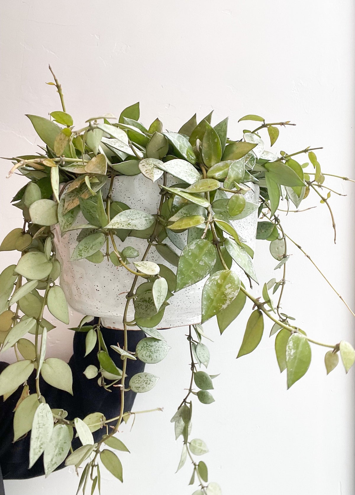 $80 Potted Plant