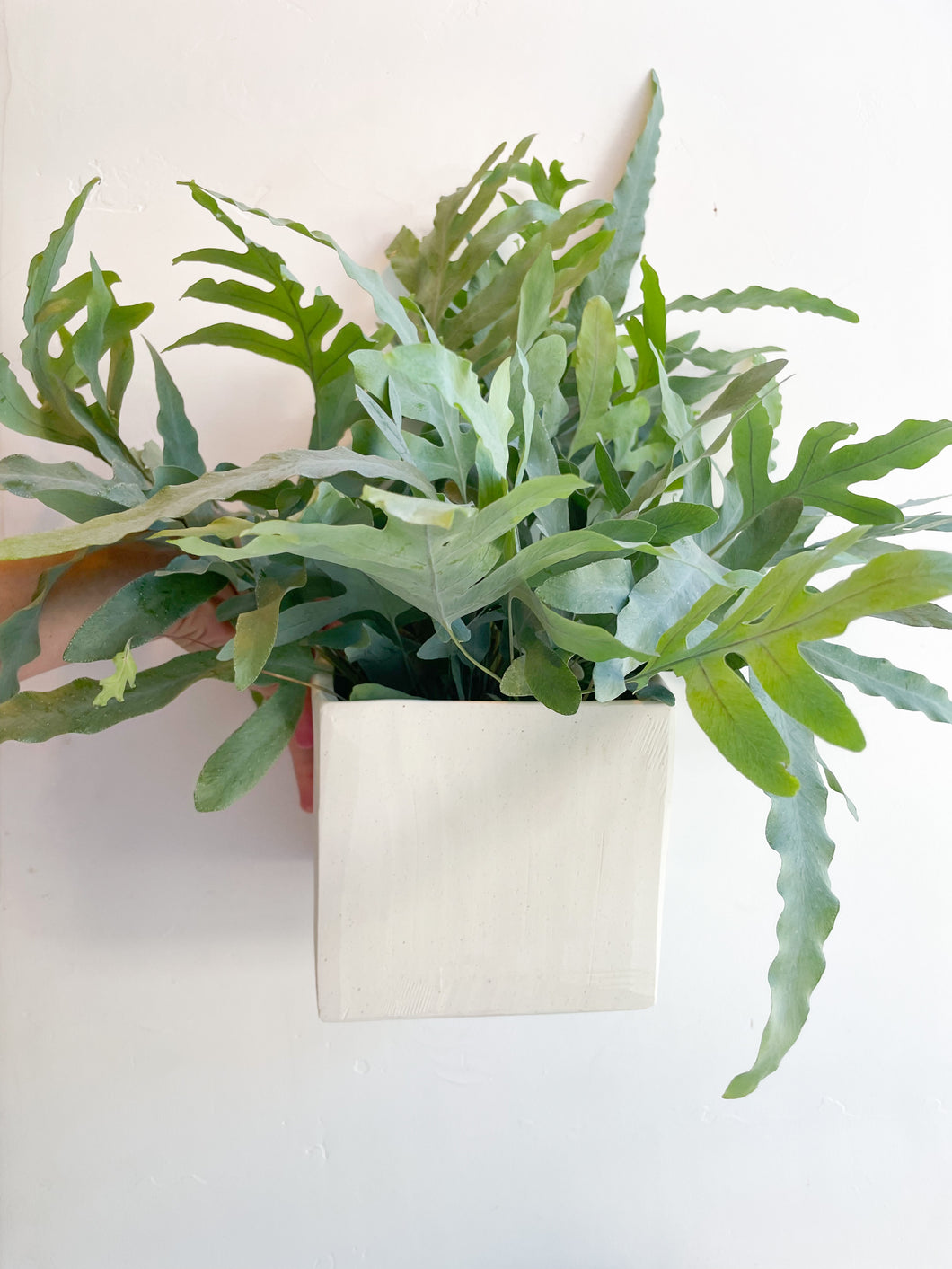 Blue Star Fern