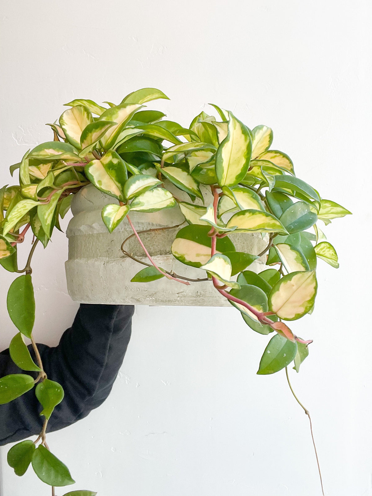 $80 Potted Plant