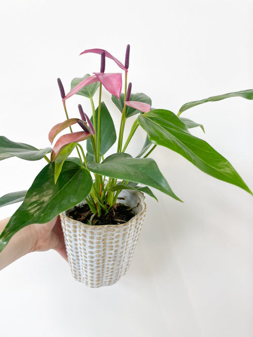 $50 Potted Plant