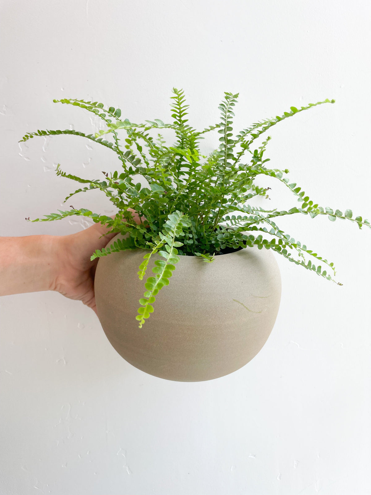$50 Potted Plant
