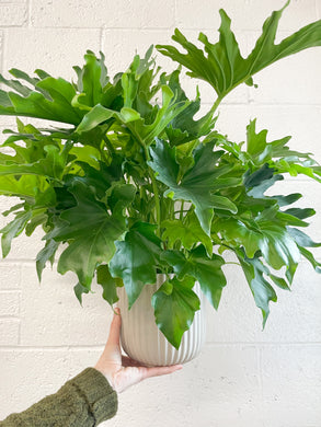 Tree Philodendron