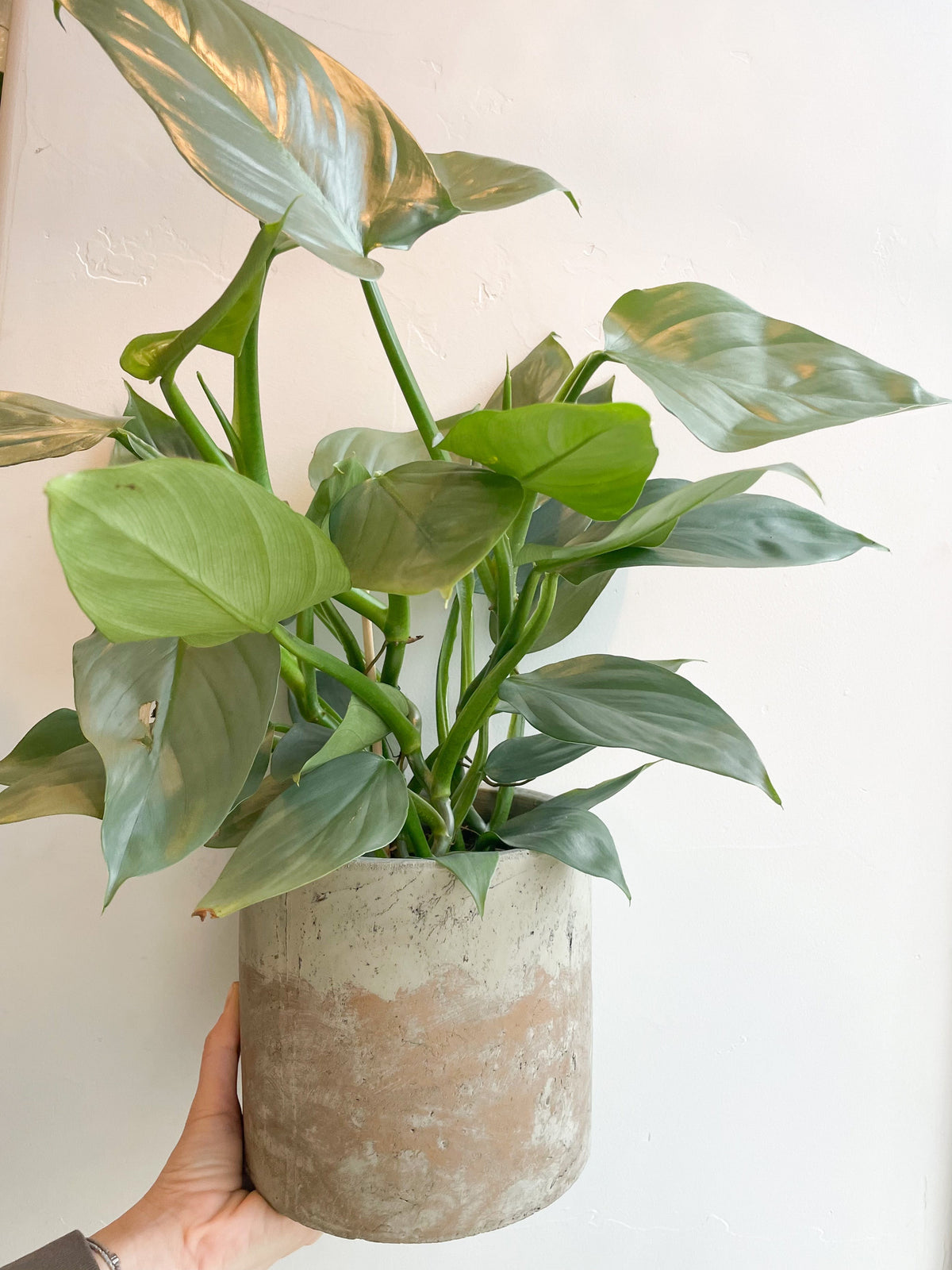 $80 Potted Plant