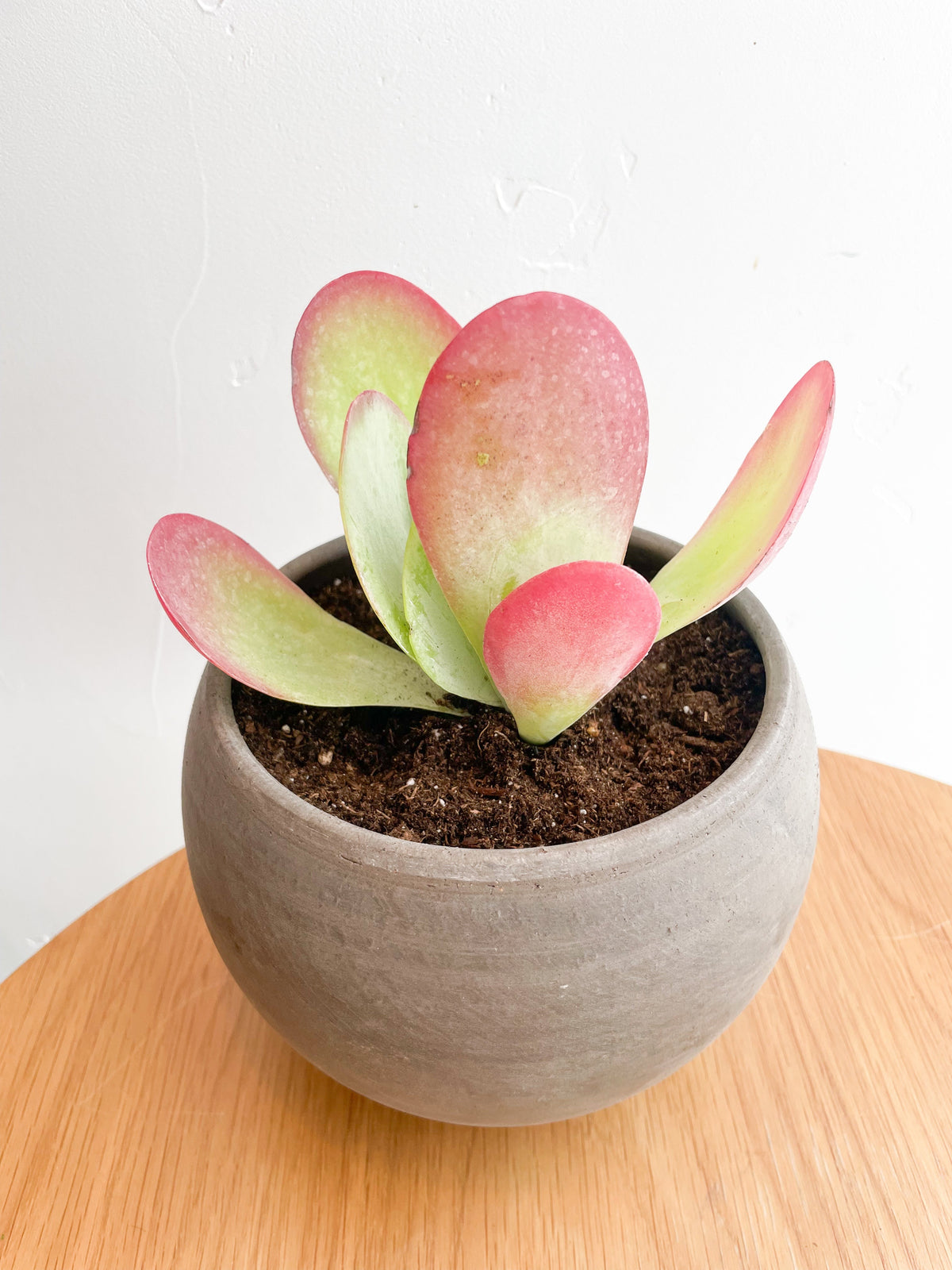 $35 Potted Plant