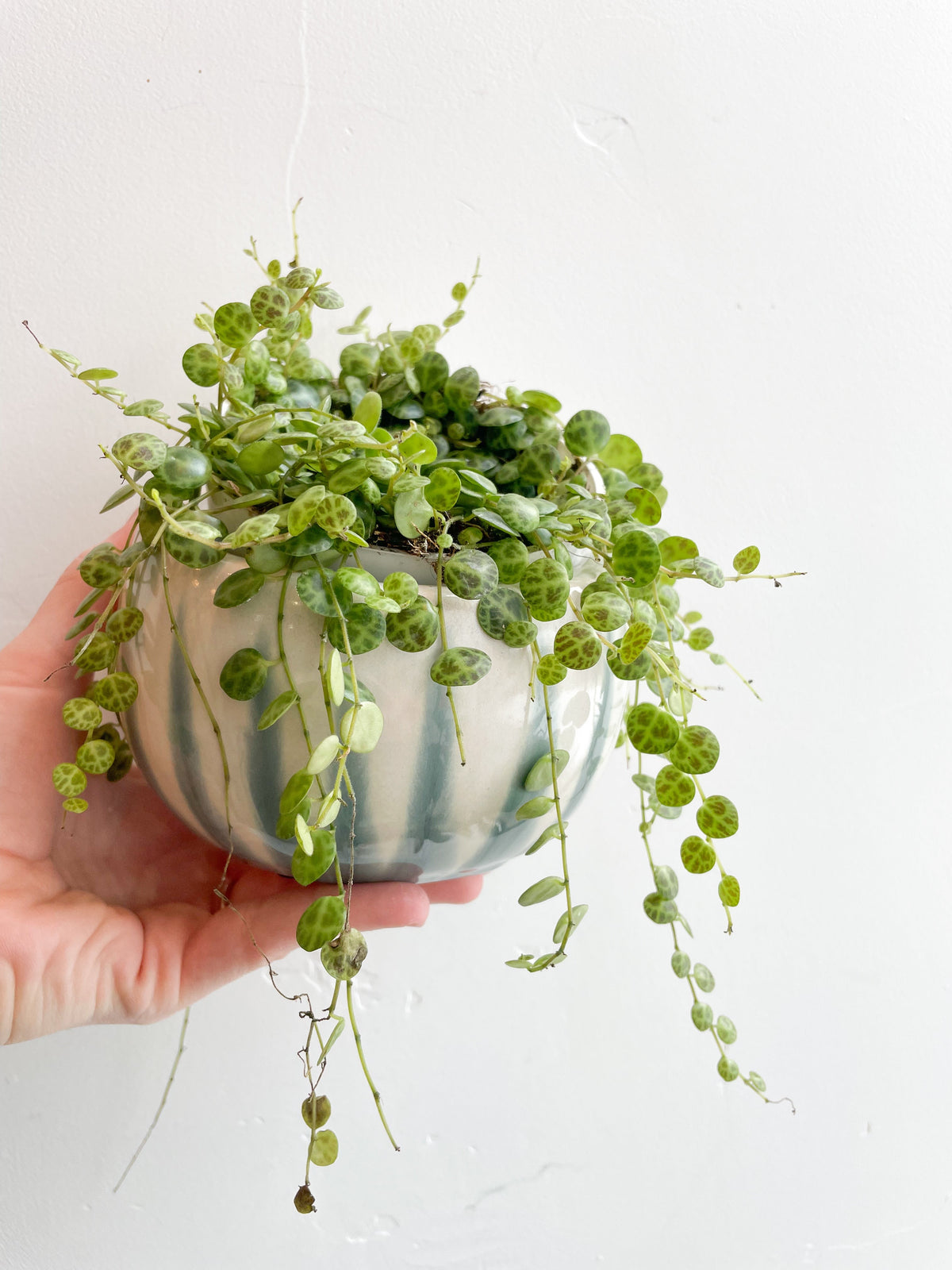 $35 Potted Plant
