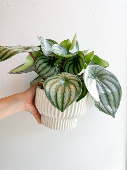 $65 Potted Plant