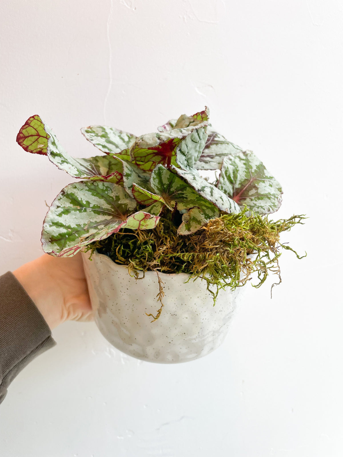 $50 Potted Plant