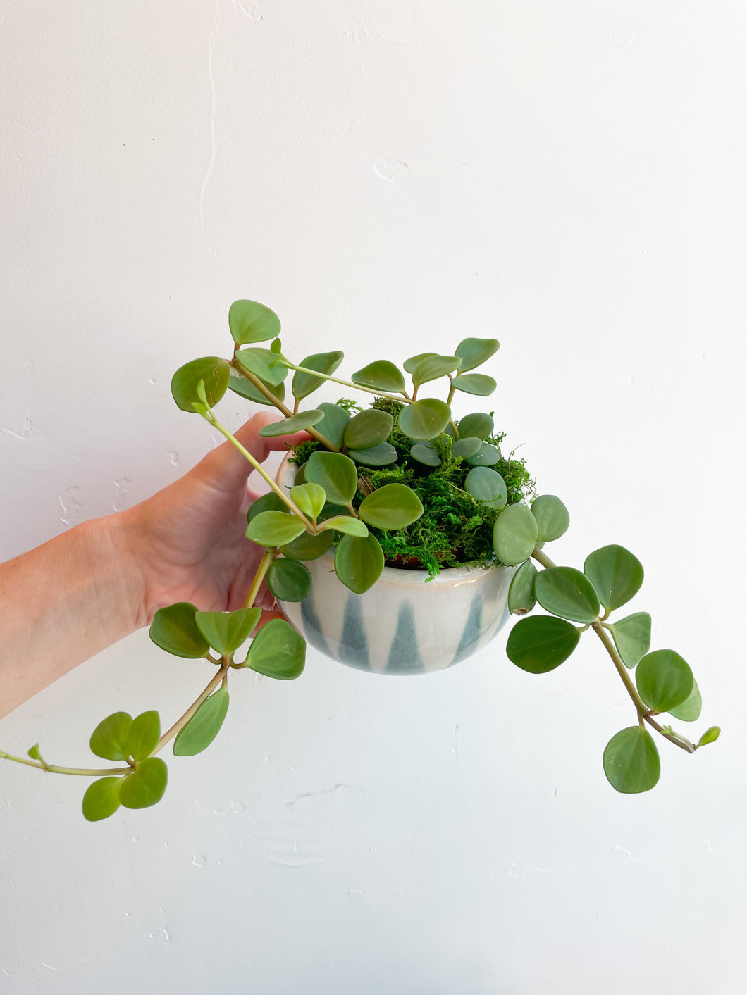 Radiator Plant