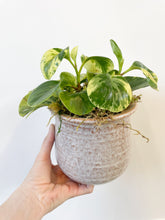 Load image into Gallery viewer, $45 Potted Plant