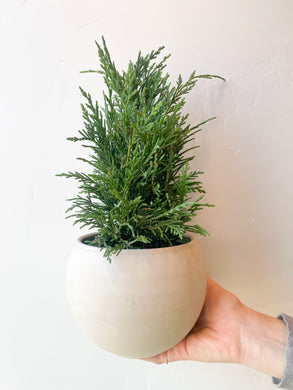Leyland Cypress Tree
