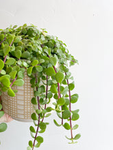 Load image into Gallery viewer, Portulacaria Afra or Jade Plant