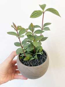 Peperomia Puteolata