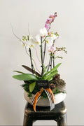 Orchid Planter
