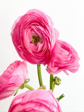 Load image into Gallery viewer, Local Ranunculus Wrap