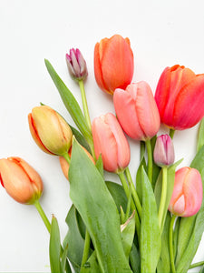 Local Tulip Wrap
