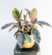 Load image into Gallery viewer, Variegated Rubber Plant