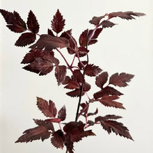 Load image into Gallery viewer, Faux Plum Cimicifuga Ramosa Leaf Spray - 19.5"