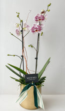 Load image into Gallery viewer, Large Potted Orchid