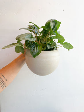 Emerald Ripple Peperomia Plant