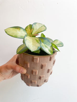 Variegated Hoya