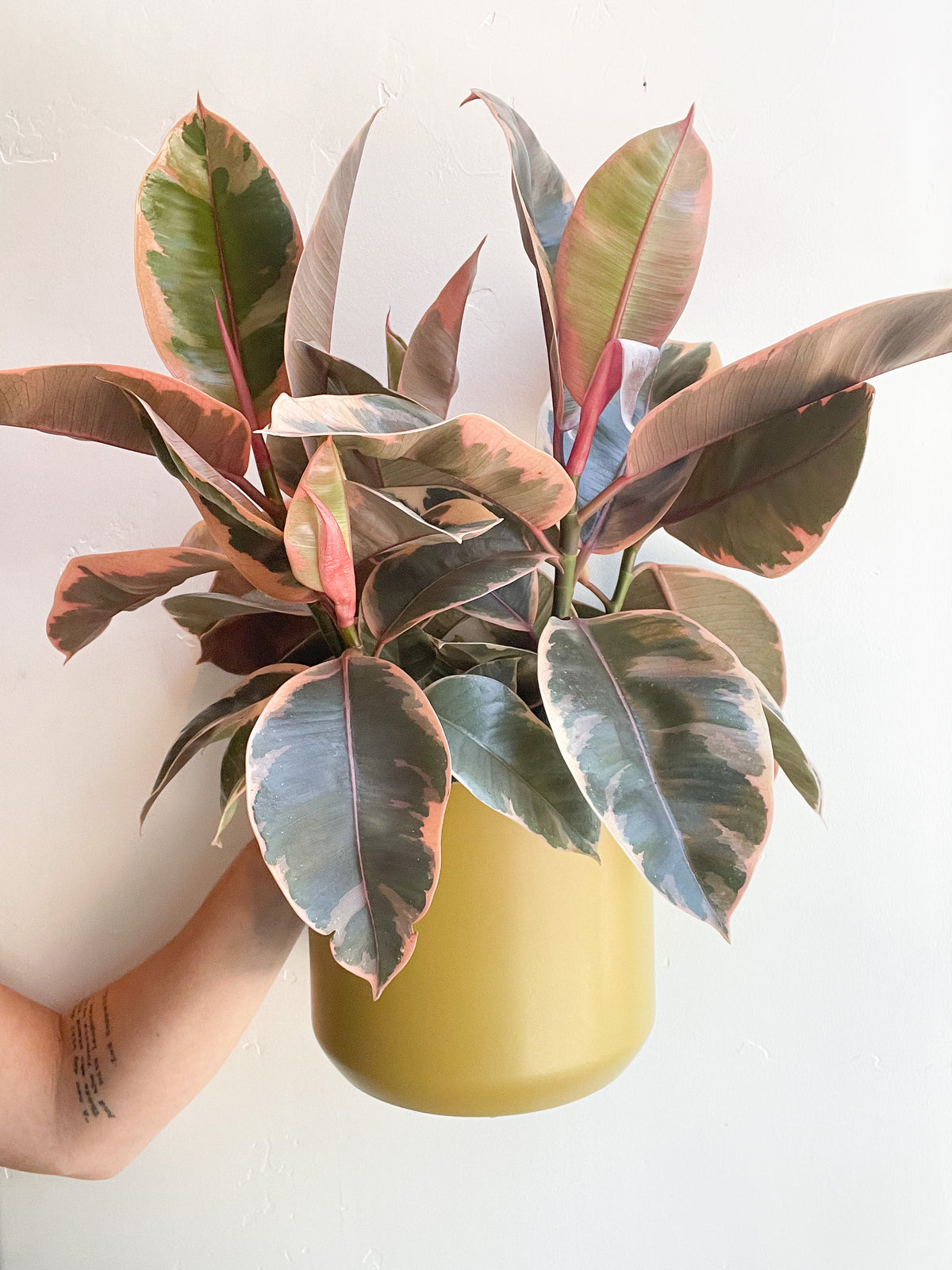 $80 Potted Plant