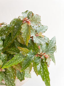 Angelwing Begonia Plant
