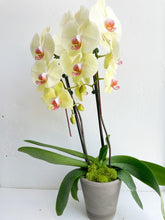 Load image into Gallery viewer, Large Orchid