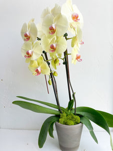 Large Potted Orchid