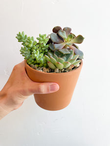 Succulent Pot
