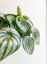 Load image into Gallery viewer, Watermelon Peperomia Plant