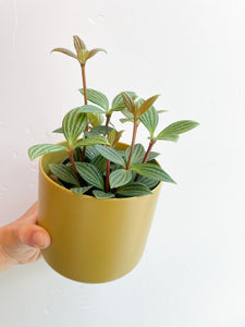 Peperomia Plant
