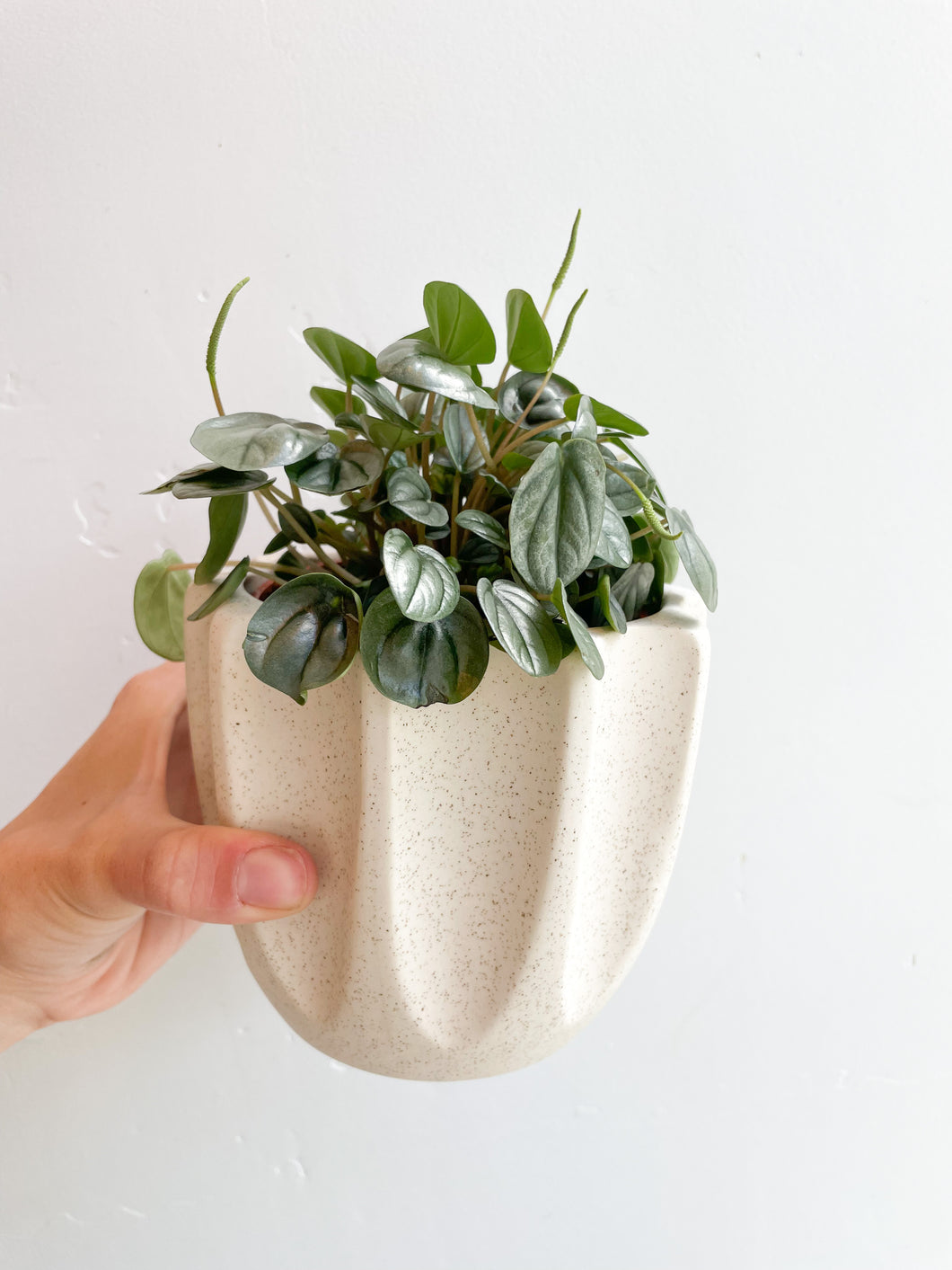Emerald Ripple Peperomia Plant