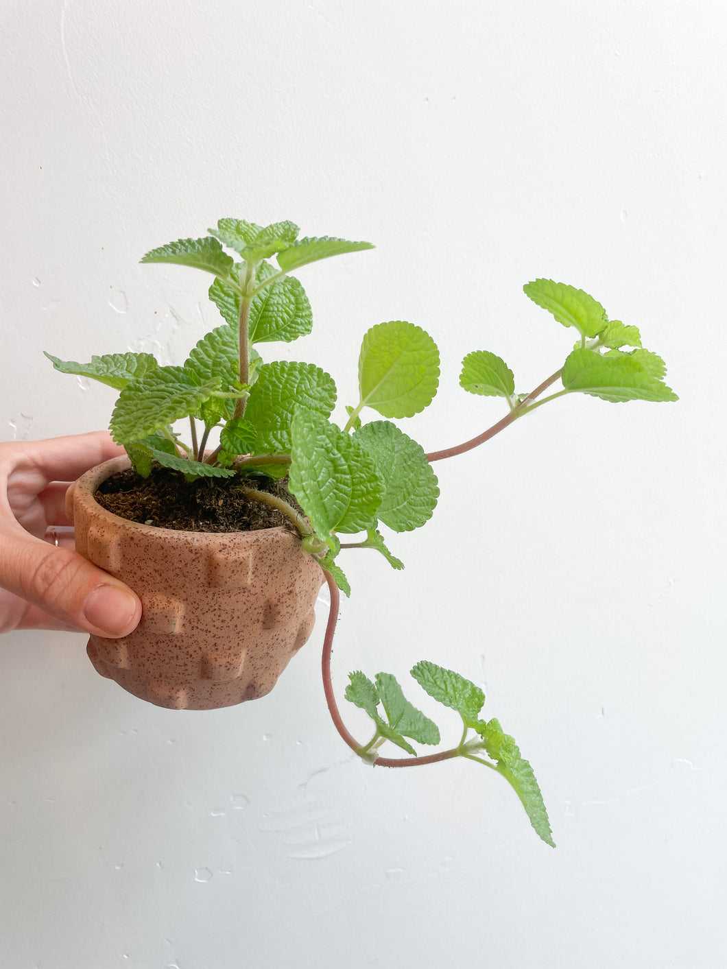 Creeping Charlie Pilea