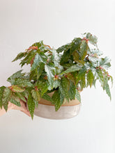 Load image into Gallery viewer, Angelwing Begonia Plant