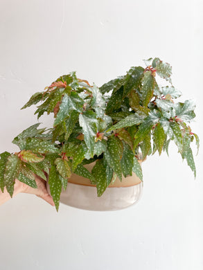 Angelwing Begonia Plant