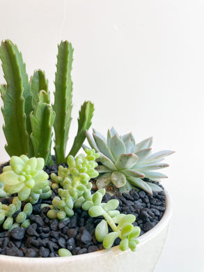 Succulent Pot
