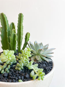 Succulent Pot